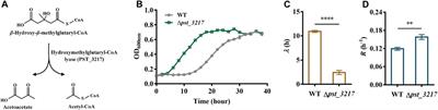 Poly-3-hydroxybutyrate production from acetate by recombinant Pseudomonas stutzeri with blocked L-leucine catabolism and enhanced growth in acetate